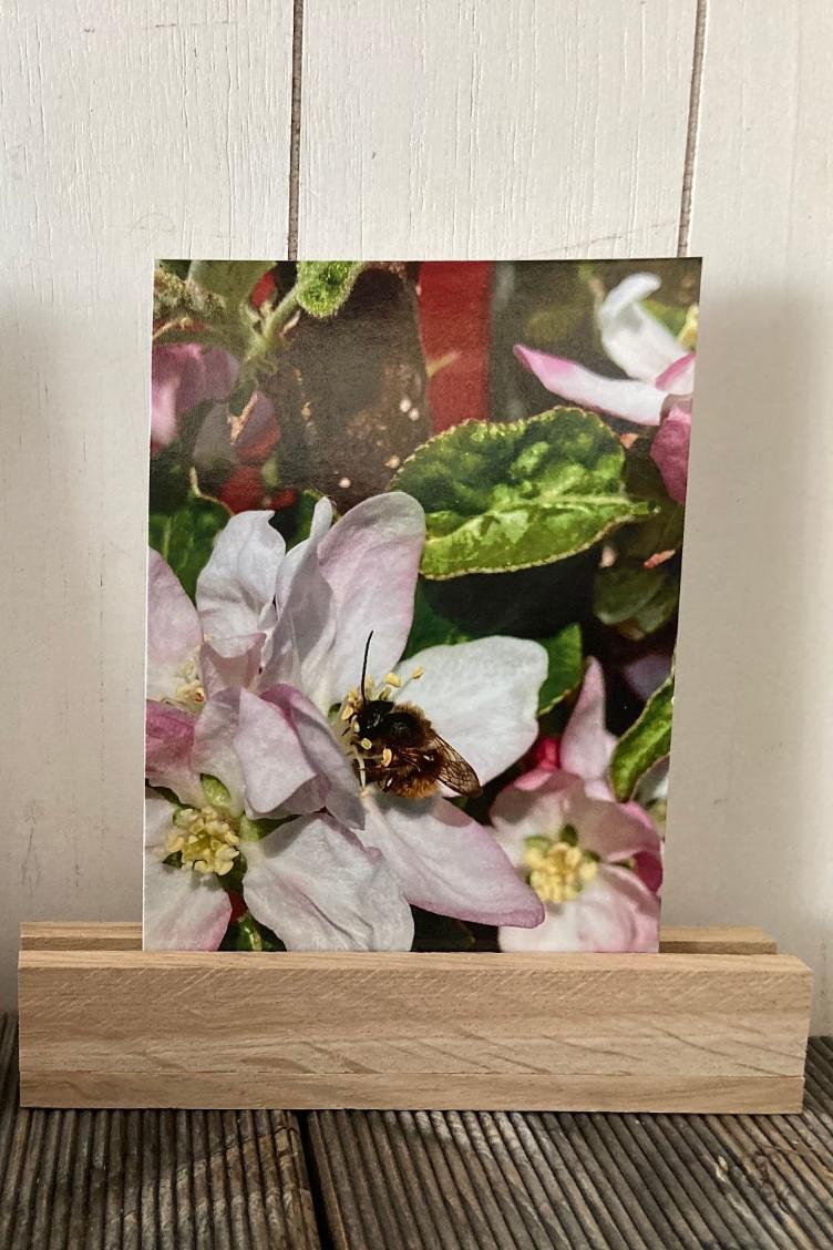 Postkarte Biene