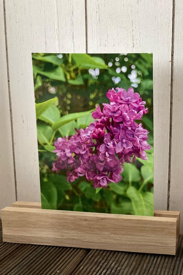 Postkarte Flieder